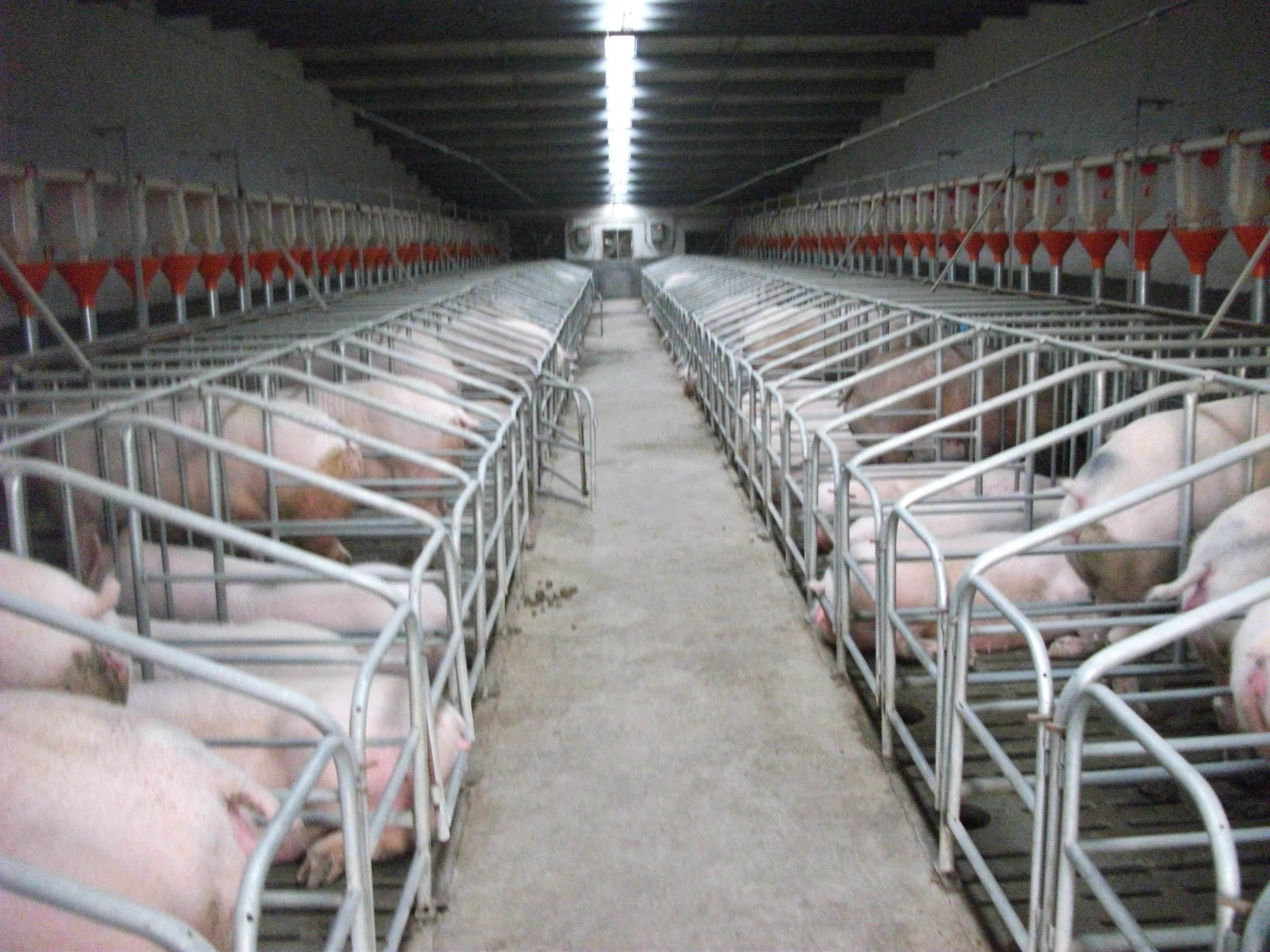 一季度四川生猪出栏15780万头 四川省将加快建设首批50个现代化养殖场